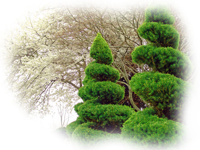 spiral alberta spruce
